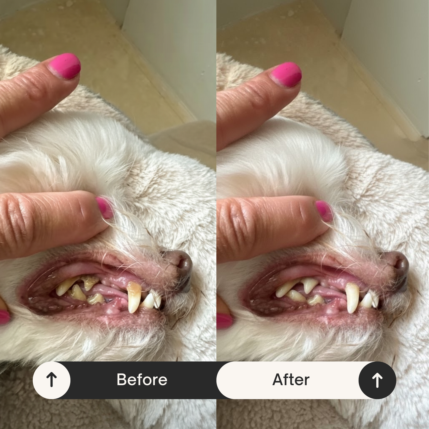 PureDent+ Dental Powder For Dogs