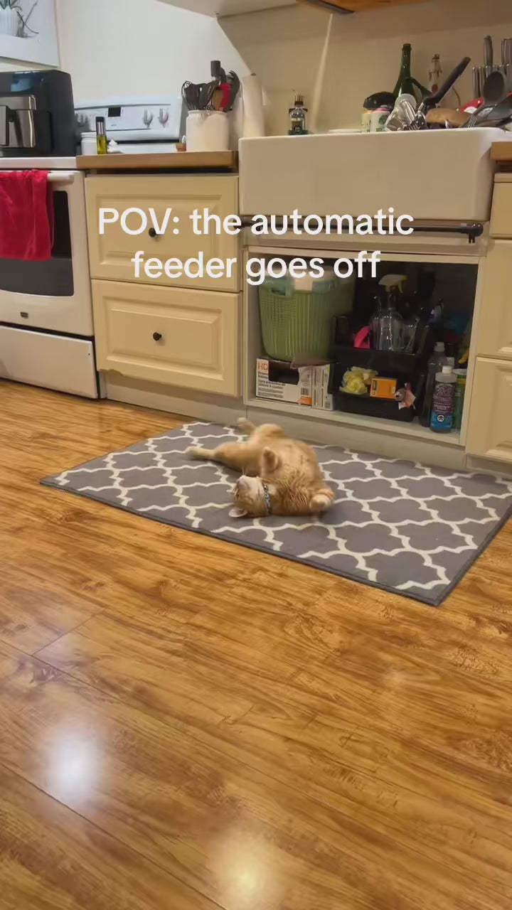 Smart Cat Feeder with Camera video