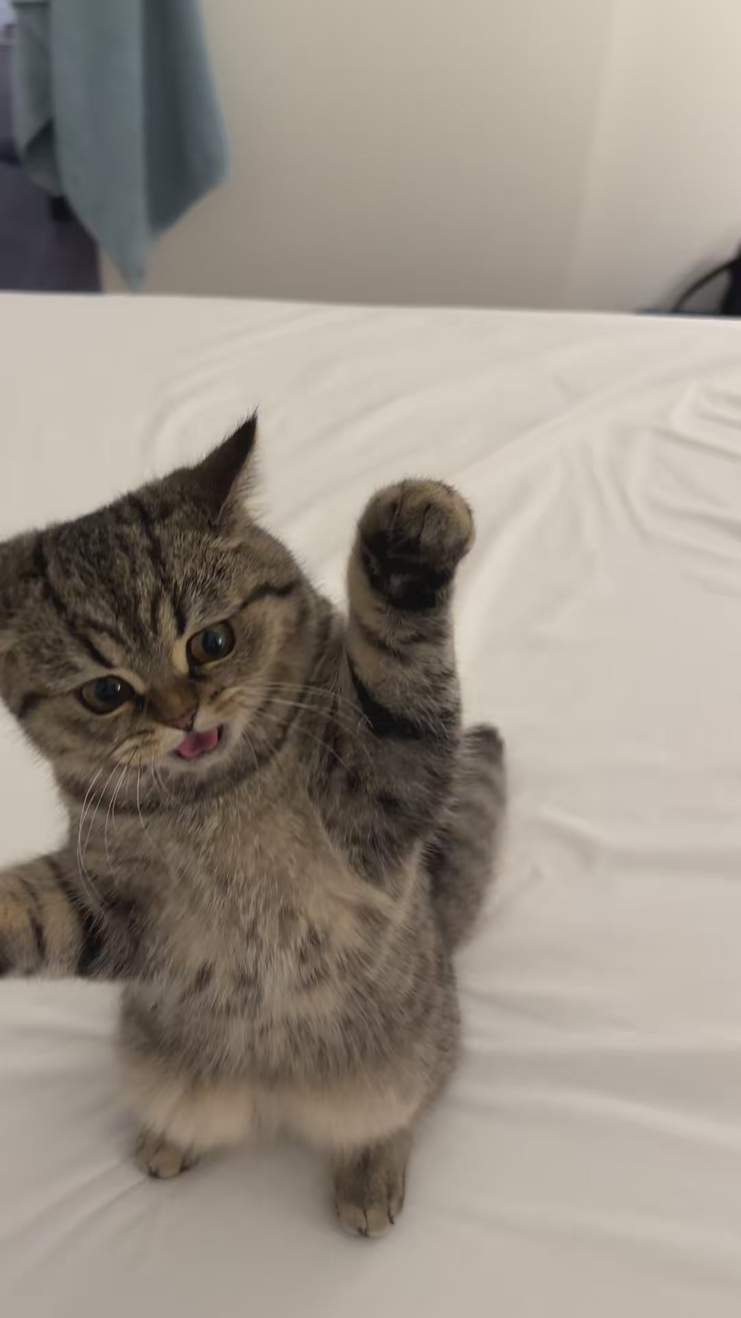 Eco-Friendly Tofu Cat Litter video