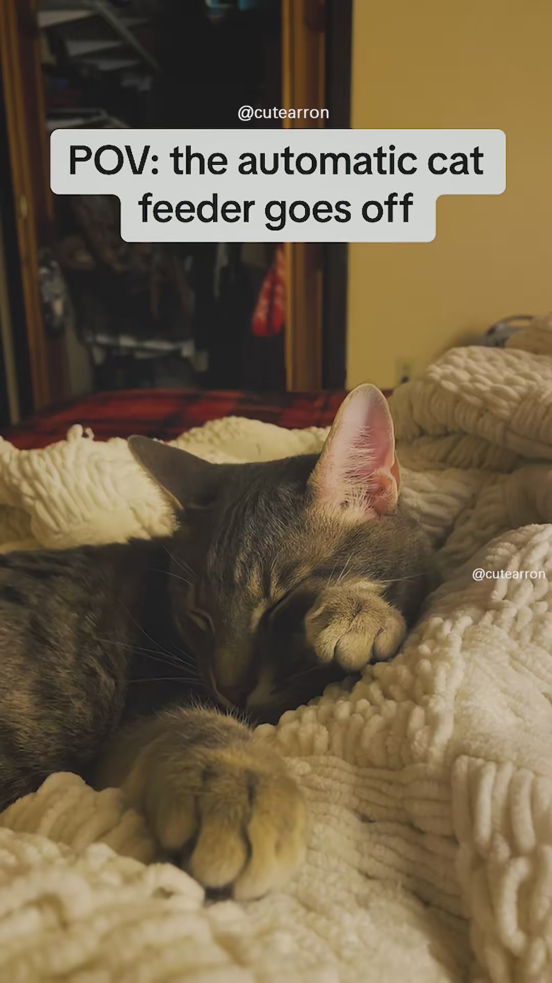 Smart Cat Feeder with Camera video