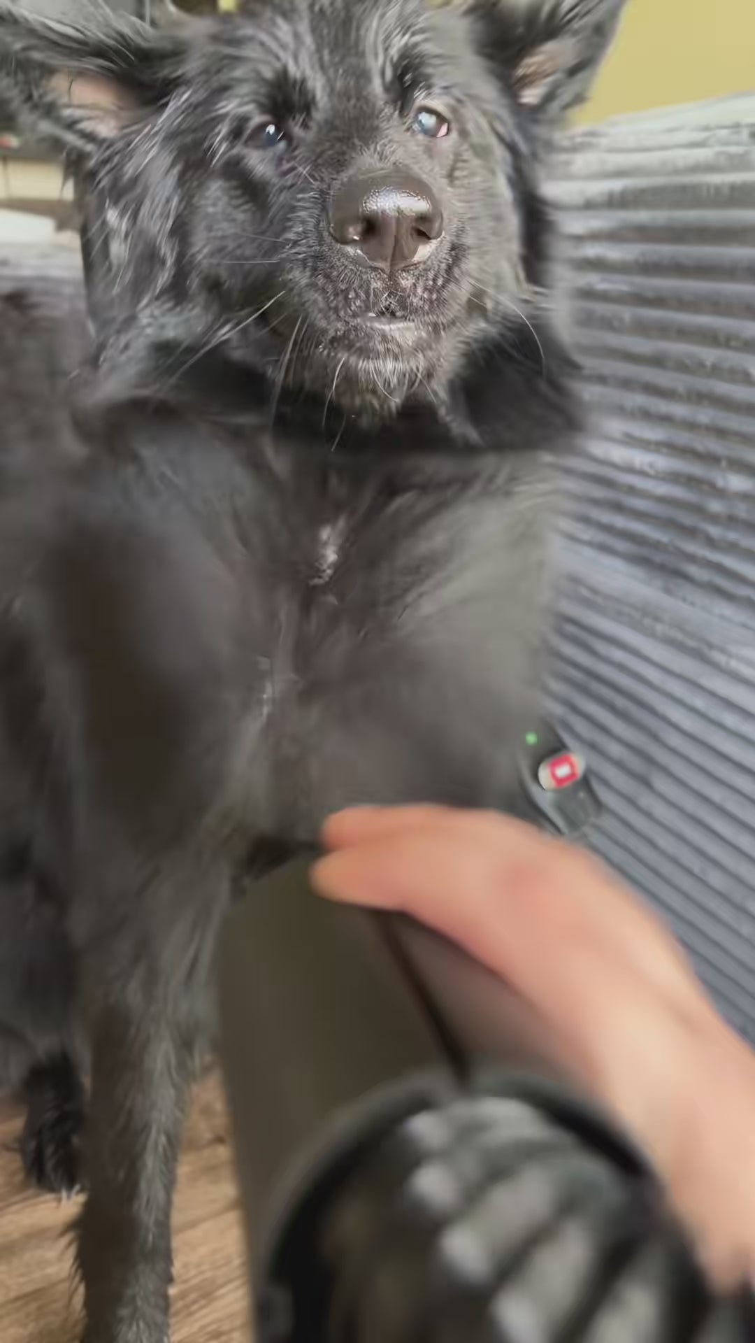 Pets Outside Pro Portable Dryer video